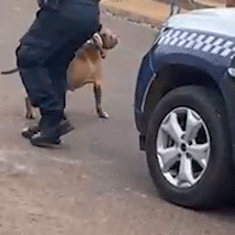 Dois ataques de pit bull na mesma manh&atilde; deixam c&atilde;es mortos em Campo Grande