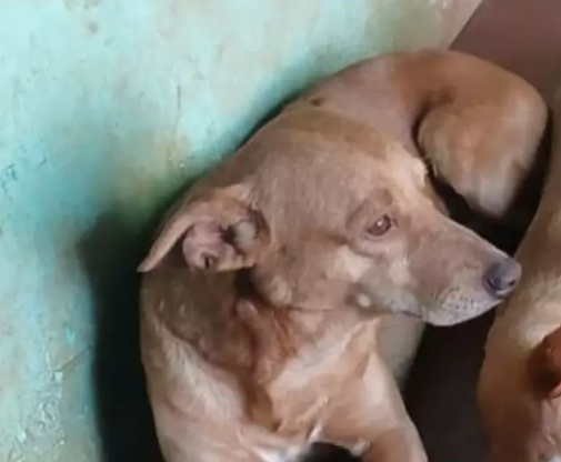 Viu o Caramelo? Vira-lata est&aacute; desaparecido h&aacute; 25 dias no Tijuca