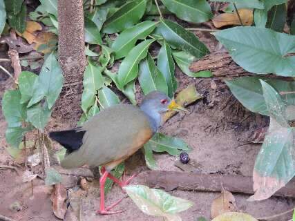 Visitante barulhenta, saracura quebra sil&ecirc;ncio da madrugada em &aacute;rea urbana