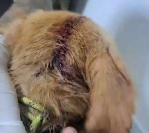 Pedreiro &quot;abre&quot; cabe&ccedil;a de c&atilde;ozinho a golpes de enxada e &eacute; preso