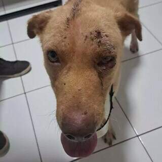 Pedreiro &quot;abre&quot; cabe&ccedil;a de c&atilde;ozinho a golpes de enxada e &eacute; preso