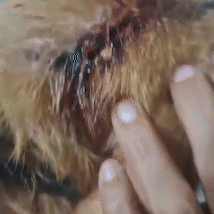 Pedreiro &quot;abre&quot; cabe&ccedil;a de c&atilde;ozinho a golpes de enxada e &eacute; preso