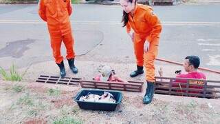Bombeiros resgatam 5 filhotes de gato presos em bueiro ap&oacute;s 2h de opera&ccedil;&atilde;o