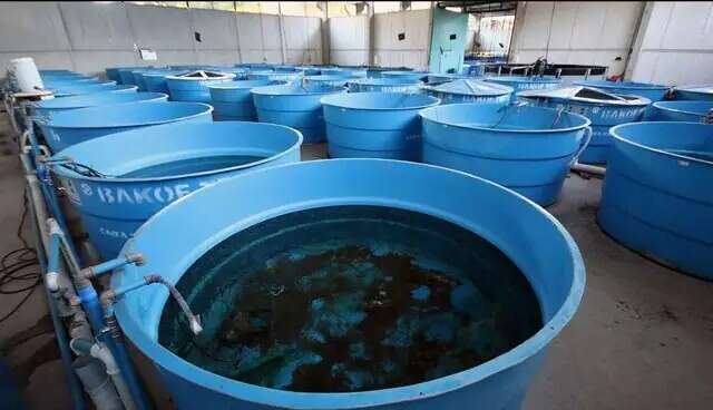 Justi&ccedil;a absolve r&eacute;us por morte de 2 mil peixes no antigo Aqu&aacute;rio do Pantanal