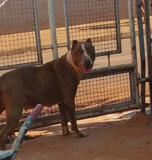 Homem encontra pitbull perdida no Centen&aacute;rio e procura a fam&iacute;lia