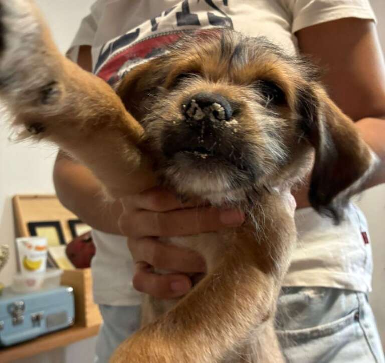 Se o seu cão come fezes de gato, cuidado: pode causar pneumonia
