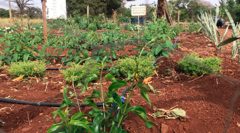 MS recebe R$ 1 milh&atilde;o para programa de plantas medicinais no SUS