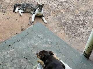 Se o seu c&atilde;o come fezes de gato, cuidado: pode causar pneumonia