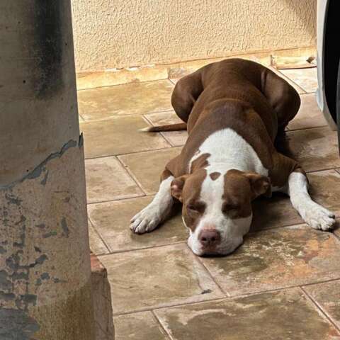 Tutora procura por Kiara, pitbull resgatada de maus-tratos