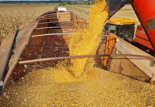 Safra de gr&atilde;os de MS cresce em &aacute;rea e mant&eacute;m produ&ccedil;&atilde;o est&aacute;vel, aponta Conab