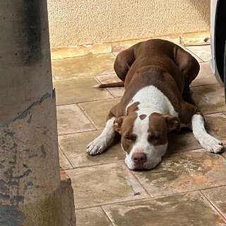 Tutora procura por Kiara, pitbull resgatada de maus-tratos