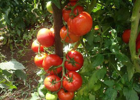Cientistas descobrem gene que promete revolucionar produ&ccedil;&atilde;o do tomate