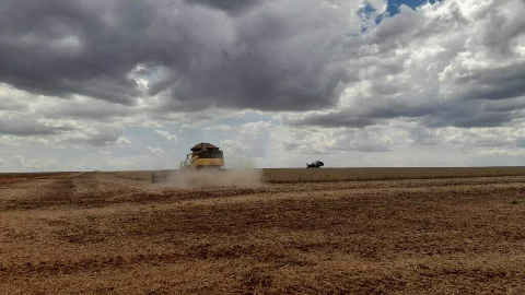 Plantio da soja avan&ccedil;a em MS e cobre 16,6% da &aacute;rea cultiv&aacute;vel