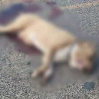 Ap&oacute;s atacar c&atilde;o menor, pitbull solto em rua &eacute; morto a facadas