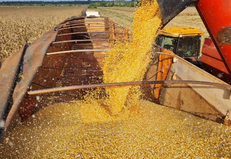 Safra de gr&atilde;os de MS cresce em &aacute;rea e mant&eacute;m produ&ccedil;&atilde;o est&aacute;vel, aponta Conab