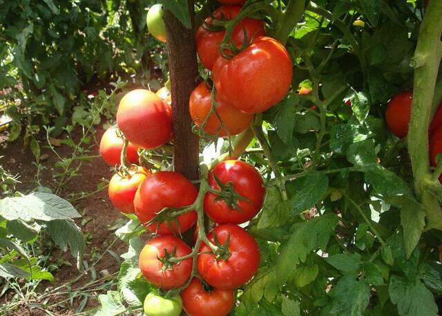 Cientistas descobrem gene que promete revolucionar produção do tomate