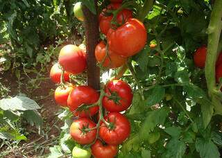 Cientistas descobrem gene que promete revolucionar produção do tomate Cientistas descobrem gene que promete revolucionar produção do tomate