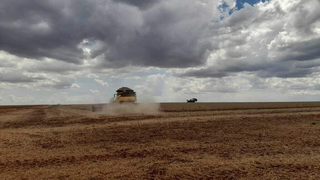 Plantio da soja avan&ccedil;a em MS e cobre 16,6% da &aacute;rea cultiv&aacute;vel