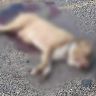Ap&oacute;s atacar c&atilde;o menor, pitbull solto em rua &eacute; morto a facadas