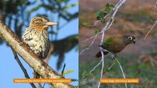 Estado fica no top 10 nacional de observa&ccedil;&atilde;o de aves no Global Big Day