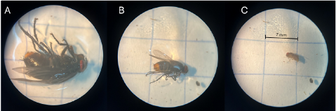 DNA de insetos ajuda a mapear fauna oculta no Cerrado de MS