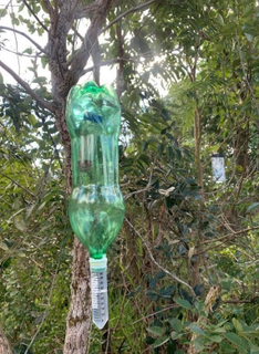 DNA de insetos ajuda a mapear fauna oculta no Cerrado de Mato Grosso do Sul