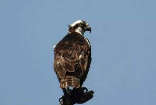 Estado fica no top 10 nacional de observa&ccedil;&atilde;o de aves no Global Big Day