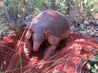 Morte de tatu-canastra na BR-262 acende alerta sobre atropelamentos em MS