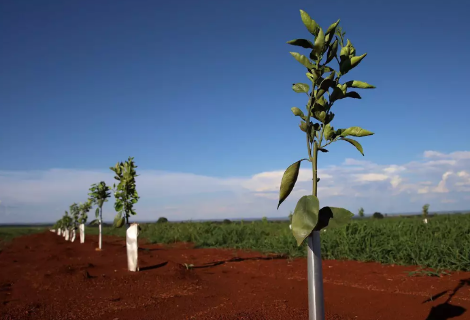 MS lan&ccedil;ar&aacute; edital para vender 86 milh&otilde;es de toneladas de cr&eacute;ditos de carbono