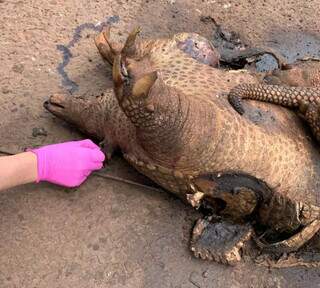 Morte de tatu-canastra na BR-262 acende alerta sobre atropelamentos em MS