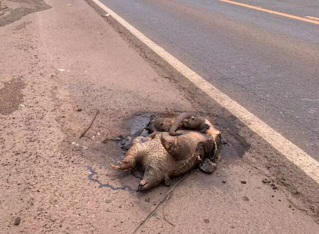 Morte de tatu-canastra na BR-262 acende alerta sobre atropelamentos em MS