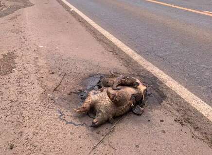 Morte de tatu-canastra na BR-262 acende alerta sobre atropelamentos em MS
