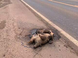 Morte de tatu-canastra na BR-262 acende alerta sobre atropelamentos em MS