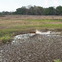 Cervo escapa por pouco de ataque de on&ccedil;a-pintada no Pantanal