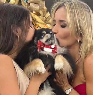 Obra em condom&iacute;nio deixa tela frouxa e cachorro morre ao cair do 12&ordm; andar