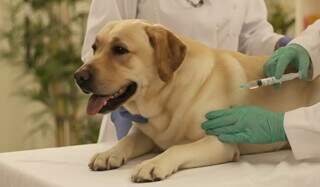 Existe anticoncepcional para cães, mas o risco do uso é de assustar Existe anticoncepcional para cães, mas o risco do uso é de assustar