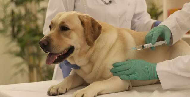 Existe anticoncepcional para cães, mas o risco do uso é de assustar