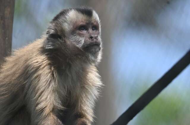 Resgatados, reabilitados e livres: macacos-prego voltam &agrave; natureza