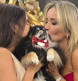 Obra em condom&iacute;nio deixa tela frouxa e cachorro morre ao cair do 12&ordm; andar