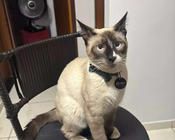 Sem nunca ter visto a rua, Romeu desapareceu, para desespero de Larissa