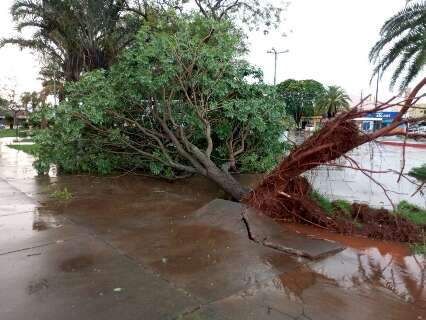 Temporal derruba &aacute;rvores, placas e tomba at&eacute; caminh&atilde;o no interior