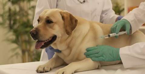 Existe anticoncepcional para c&atilde;es, mas o risco do uso &eacute; de assustar