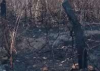 Fazendeiro é multado em R$ 1,6 milhão por incêndio que devastou 177 hectares 