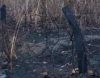 Fazendeiro &eacute; multado em R$ 1,6 milh&atilde;o por inc&ecirc;ndio que devastou 177 hectares 