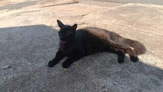 Encontrado debilitado no Cai&ccedil;ara, gato preto se recupera e aguarda o dono
