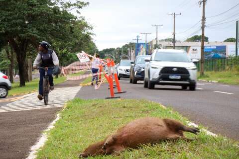 Capivara &eacute; encontrada morta no canteiro central da Avenida Afonso Pena