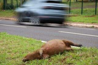 Capivara &eacute; encontrada morta no canteiro central da Avenida Afonso Pena