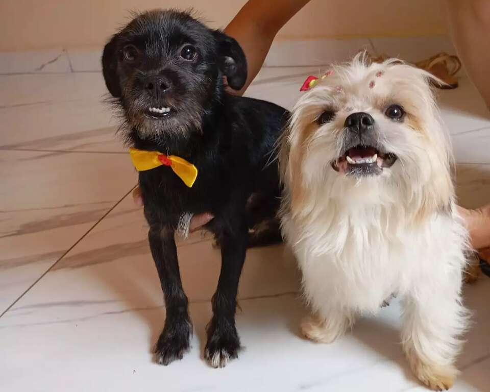 Farmacêutica encontra cães na chuva e tenta localizar os donos em Campo Grande