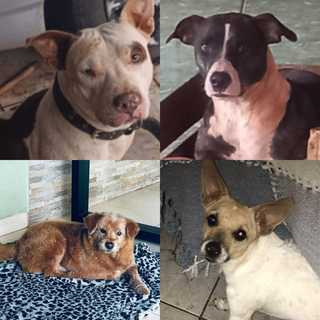 Chuva constante faz cachorros fugirem e deixa tutores desesperados