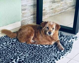 Chuva constante faz cachorros fugirem e deixa tutores desesperados
